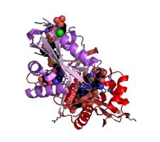 We need the following material: Aminoglycoside 6'-N-acetyltransferase CAS 56467-65-3